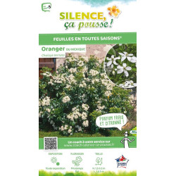Oranger du Mexique 50cm Silence ca pousse de Plantes Silence ça pousse dans Arbustes persistants en livraison