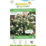 Oranger du Mexique 50cm Silence ca pousse de Plantes Silence ça pousse dans Arbustes persistants en livraison