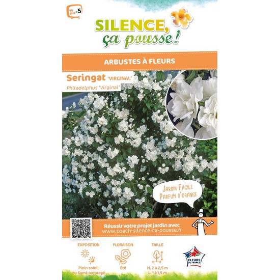 Seringat Virginal 100cm Silence ca pousse de Plantes Silence ça pousse dans Arbustes caducs en livraison