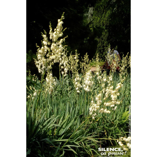 Yucca herbe a soie 65cm Silence ca pousse de Plantes Silence ça pousse dans Plantes à petits fruits (kiwi, myrtilles, groseil...