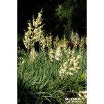 Yucca herbe a soie 65cm Silence ca pousse de Plantes Silence ça pousse dans Plantes à petits fruits (kiwi, myrtilles, groseil...