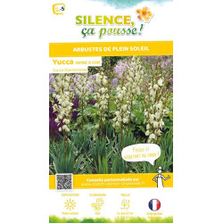 Yucca herbe a soie 65cm Silence ca pousse de Plantes Silence ça pousse dans Plantes à petits fruits (kiwi, myrtilles, groseil...