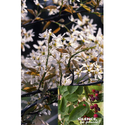 Amelanchier du Canada Prince William 100cm de Plantes Silence ça pousse dans Arbres d'ornement en livraison