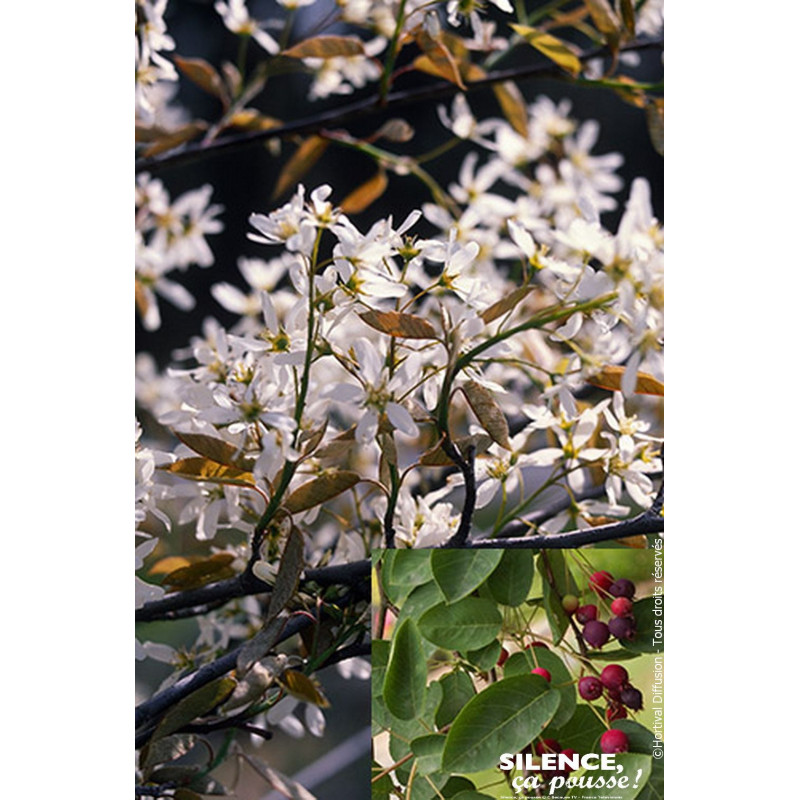 Amelanchier du Canada Prince William 100cm de Plantes Silence ça pousse dans Arbres d'ornement en livraison