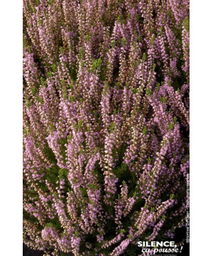 CALLUNA V,SPRING TORCH C2 V de Plantes Silence ça pousse dans Plantes à petits fruits (kiwi, myrtilles, groseilles, cassis, f...