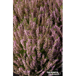CALLUNA V,SPRING TORCH C2 V de Plantes Silence ça pousse dans Plantes à petits fruits (kiwi, myrtilles, groseilles, cassis, f...