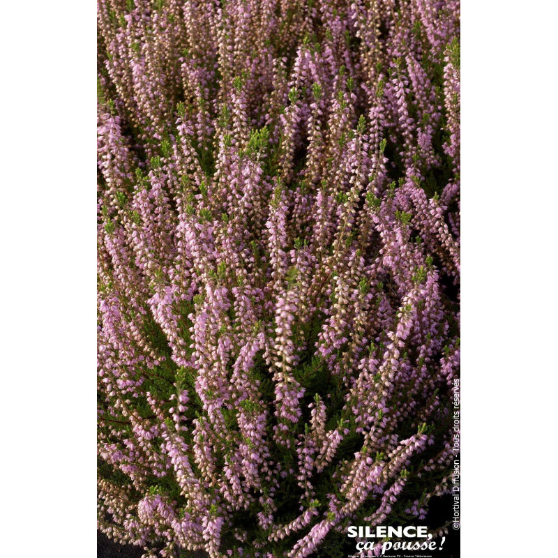 CALLUNA V,SPRING TORCH C2 V de Plantes Silence ça pousse dans Plantes à petits fruits (kiwi, myrtilles, groseilles, cassis, f...