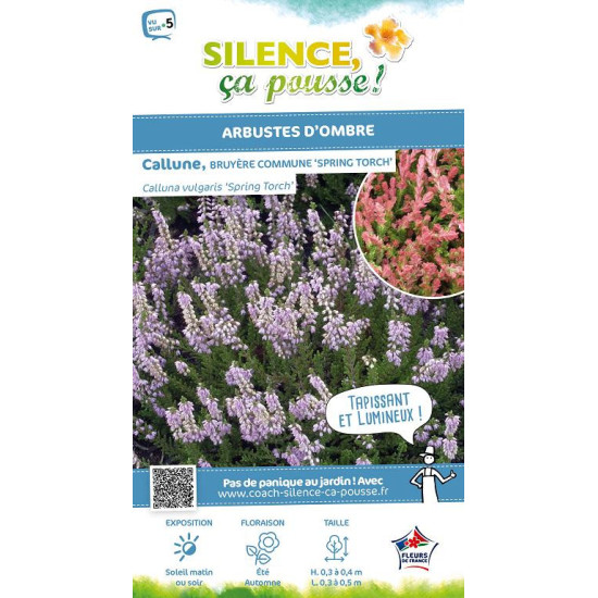CALLUNA V,SPRING TORCH C2 V de Plantes Silence ça pousse dans Plantes à petits fruits (kiwi, myrtilles, groseilles, cassis, f...