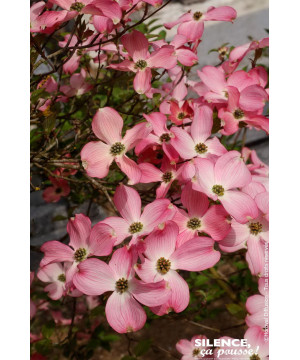 Cornouiller de Floride a fleurs roses 80cm de Plantes Silence ça pousse dans Arbustes caducs en livraison