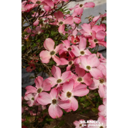 Cornouiller de Floride a fleurs roses 80cm de Plantes Silence ça pousse dans Arbustes caducs en livraison