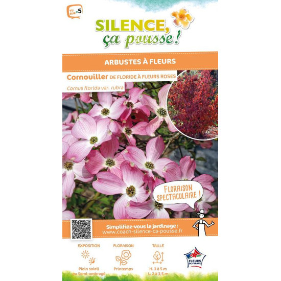 Cornouiller de Floride a fleurs roses 80cm de Plantes Silence ça pousse dans Arbustes caducs en livraison