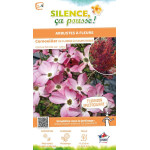 Cornouiller de Floride a fleurs roses 80cm de Plantes Silence ça pousse dans Arbustes caducs en livraison