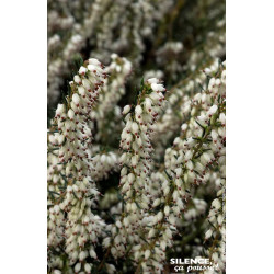 Bruyere de Darley Dale Silberschmelze 30cm de Plantes Silence ça pousse dans Plantes à petits fruits (kiwi, myrtilles, grosei...