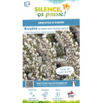Bruyere de Darley Dale Silberschmelze 30cm de Plantes Silence ça pousse dans Plantes à petits fruits (kiwi, myrtilles, grosei...