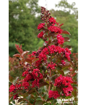 Lilas des indes DYNAMITE 80cm de Plantes Silence ça pousse dans Plantes à petits fruits (kiwi, myrtilles, groseilles, cassis,...