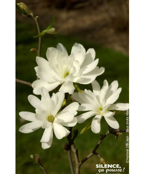 Magnolia etoile Royal Star, Magnolier 80cm de Plantes Silence ça pousse dans Arbustes caducs en livraison