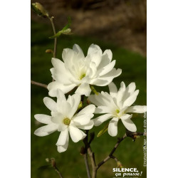 Magnolia etoile Royal Star, Magnolier 80cm de Plantes Silence ça pousse dans Arbustes caducs en livraison