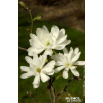 Magnolia etoile Royal Star, Magnolier 80cm de Plantes Silence ça pousse dans Arbustes caducs en livraison