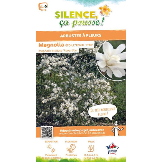 Magnolia etoile Royal Star, Magnolier 80cm de Plantes Silence ça pousse dans Arbustes caducs en livraison