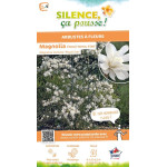 Magnolia etoile Royal Star, Magnolier 80cm de Plantes Silence ça pousse dans Arbustes caducs en livraison