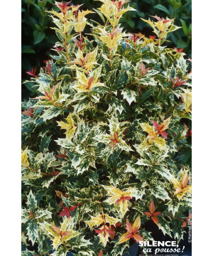 Osmanthe a feuilles de houx Tricolore 50cm de Plantes Silence ça pousse dans Arbustes persistants en livraison
