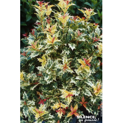 Osmanthe a feuilles de houx Tricolore 50cm de Plantes Silence ça pousse dans Arbustes persistants en livraison