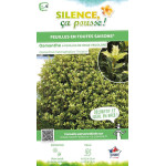Osmanthe a feuilles de houx Tricolore 50cm de Plantes Silence ça pousse dans Arbustes persistants en livraison