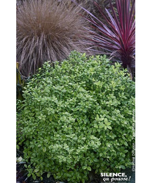 Pittosporum a petites feuilles Midget 80cm de Plantes Silence ça pousse dans Plantes à petits fruits (kiwi, myrtilles, grosei...