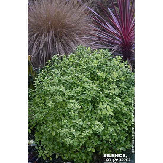 Pittosporum a petites feuilles Midget 80cm de Plantes Silence ça pousse dans Plantes à petits fruits (kiwi, myrtilles, grosei...