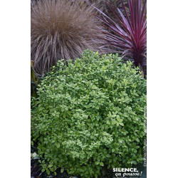 Pittosporum a petites feuilles Midget 80cm de Plantes Silence ça pousse dans Plantes à petits fruits (kiwi, myrtilles, grosei...
