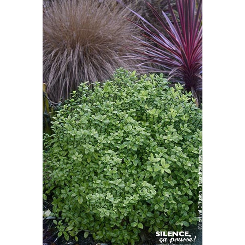 Pittosporum a petites feuilles Midget 80cm de Plantes Silence ça pousse dans Plantes à petits fruits (kiwi, myrtilles, grosei...