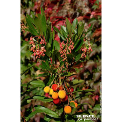 Arbousier, arbre aux fraises ROSELILY 80cm de Plantes Silence ça pousse dans Plantes à petits fruits (kiwi, myrtilles, grosei...