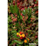 Arbousier, arbre aux fraises ROSELILY 80cm de Plantes Silence ça pousse dans Plantes à petits fruits (kiwi, myrtilles, grosei...