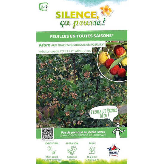 Arbousier, arbre aux fraises ROSELILY 80cm de Plantes Silence ça pousse dans Plantes à petits fruits (kiwi, myrtilles, grosei...