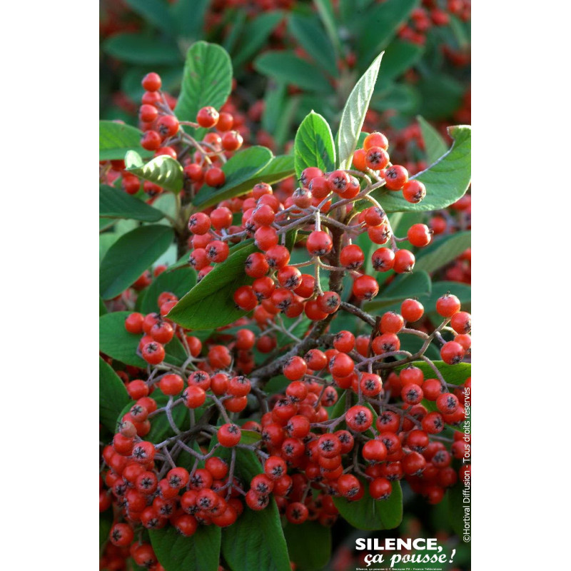 Cotoneaster laiteux 65cm Silence ca pousse de Plantes Silence ça pousse dans Plantes à petits fruits (kiwi, myrtilles, grosei...