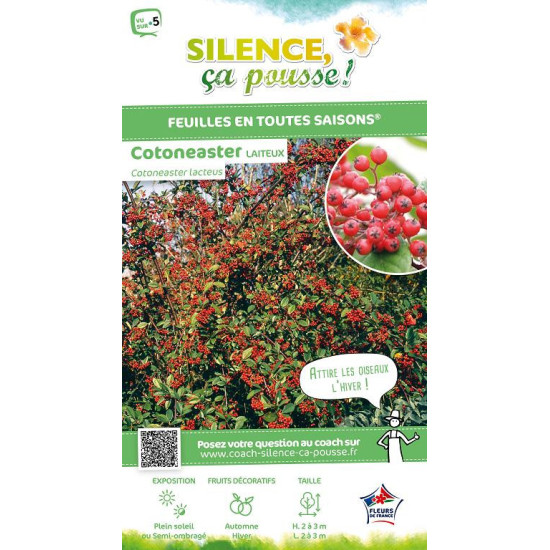 Cotoneaster laiteux 65cm Silence ca pousse de Plantes Silence ça pousse dans Plantes à petits fruits (kiwi, myrtilles, grosei...