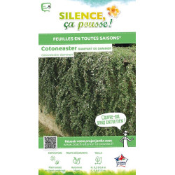 Cotoneaster rampant 30cm Silence ca pousse de Plantes Silence ça pousse dans Arbustes caducs en livraison