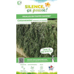 Cotoneaster rampant 30cm Silence ca pousse de Plantes Silence ça pousse dans Arbustes caducs en livraison
