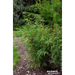 Fargesia Roux Rufa 100cm Silence ca pousse de Plantes Silence ça pousse dans Bambous en livraison