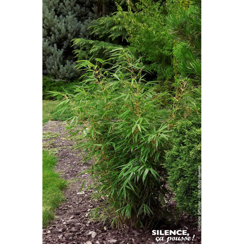 Fargesia Roux Rufa 100cm Silence ca pousse de Plantes Silence ça pousse dans Bambous en livraison