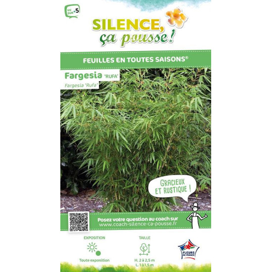 Fargesia Roux Rufa 100cm Silence ca pousse de Plantes Silence ça pousse dans Bambous en livraison