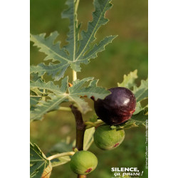 Figuier Icecrystal 100cm Silence ca pousse de Plantes Silence ça pousse dans Fruitiers en livraison