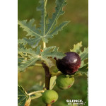 Figuier Icecrystal 100cm Silence ca pousse de Plantes Silence ça pousse dans Fruitiers en livraison