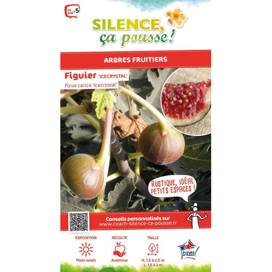 Figuier Icecrystal 100cm Silence ca pousse de Plantes Silence ça pousse dans Fruitiers en livraison