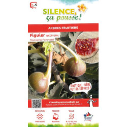 Figuier Icecrystal 100cm Silence ca pousse de Plantes Silence ça pousse dans Fruitiers en livraison