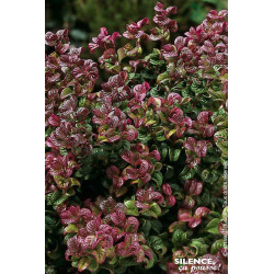 Leucothoe Curly Red 50cm Silence ca pousse de Plantes Silence ça pousse dans Plantes à petits fruits (kiwi, myrtilles, grosei...