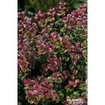 Leucothoe Curly Red 50cm Silence ca pousse de Plantes Silence ça pousse dans Plantes à petits fruits (kiwi, myrtilles, grosei...