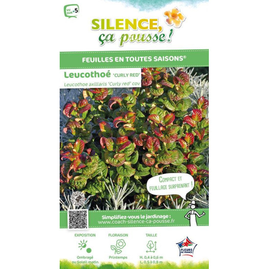Leucothoe Curly Red 50cm Silence ca pousse de Plantes Silence ça pousse dans Plantes à petits fruits (kiwi, myrtilles, grosei...