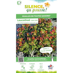 Leucothoe Curly Red 50cm Silence ca pousse de Plantes Silence ça pousse dans Plantes à petits fruits (kiwi, myrtilles, grosei...