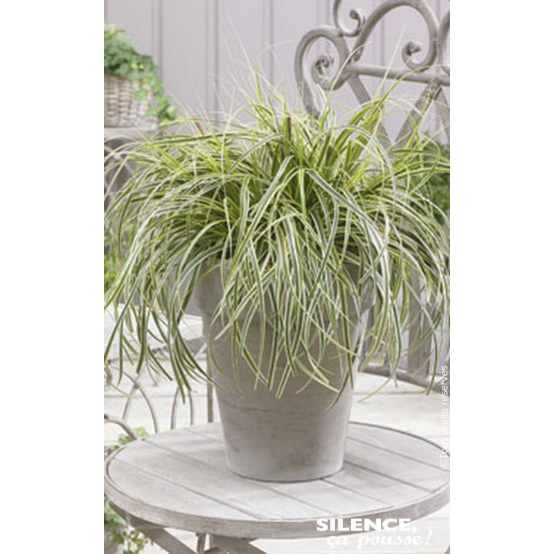 Laiche SILVER FALLS 65cm Silence ca pousse de Plantes Silence ça pousse dans Graminées en livraison